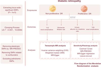 Correlation between diabetic retinopathy and diabetic nephropathy: a two-sample Mendelian randomization study